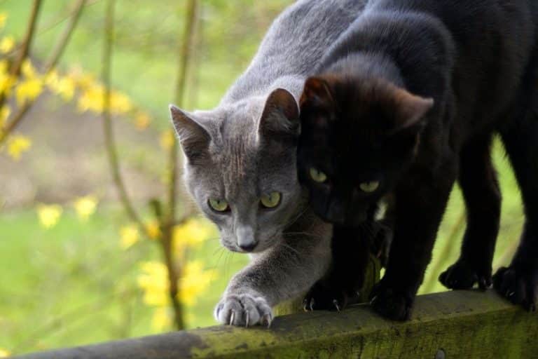 granuloma eosinofilico gatto.jpg