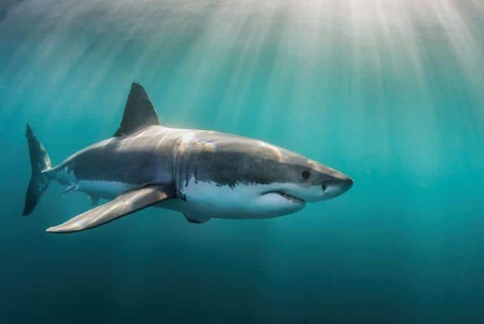 great white shark underwater m.jpg