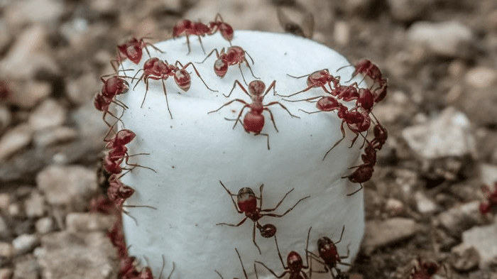 harvester ants m.png