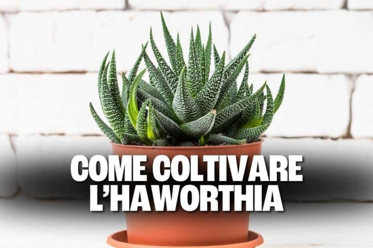 haworthia.jpg