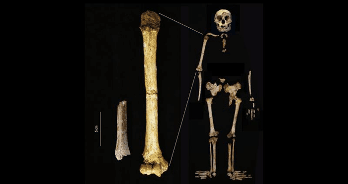 La straordinaria storia degli Hobbit di Flores 1 hobbit bones m.png