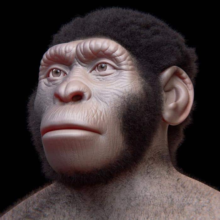 homo naledi m 1.jpg