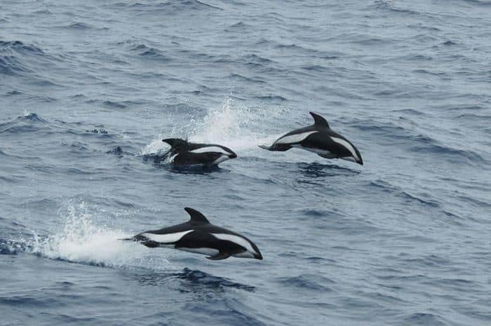 hourglass dolphins m.jpg