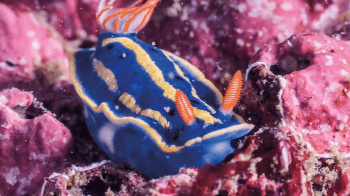 hypselodoris festiva m 1.png