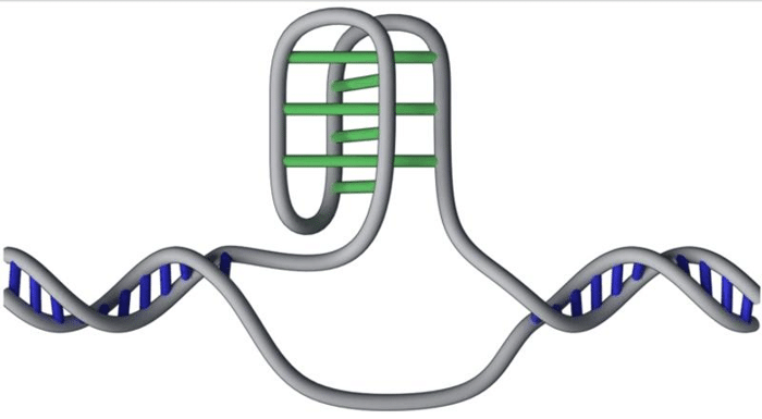 Scoperta rivoluzionaria: le strutture a forma di nodo nel genoma umano 1 i motif m.png