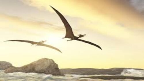Dopo l’estinzione dei dinosauri c’è stata una rapida evoluzione dei genomi degli uccelli 1 images 4 1 1 500x281.jpg
