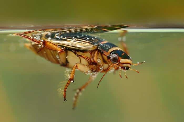 La straordinaria capacità degli insetti di sopravvivere all’immersione 1 insects swimming m.jpg