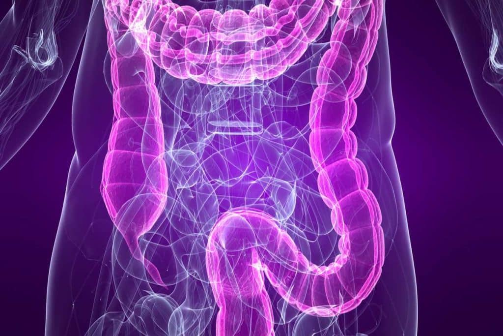 intestino microbioma.jpg