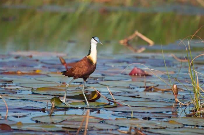 I Jacana: Gli Uccelli di Gesù che Camminano sull’Acqua 1 jacana m.jpg