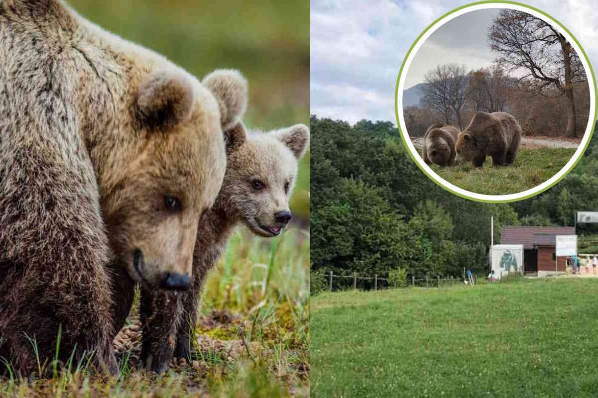 Non c’era bisogno di ucciderla: KJ1 poteva essere trasferita nel santuario per orsi in Romania. Vi mostro come sarebbe stata la sua vita 1 kj1.jpg