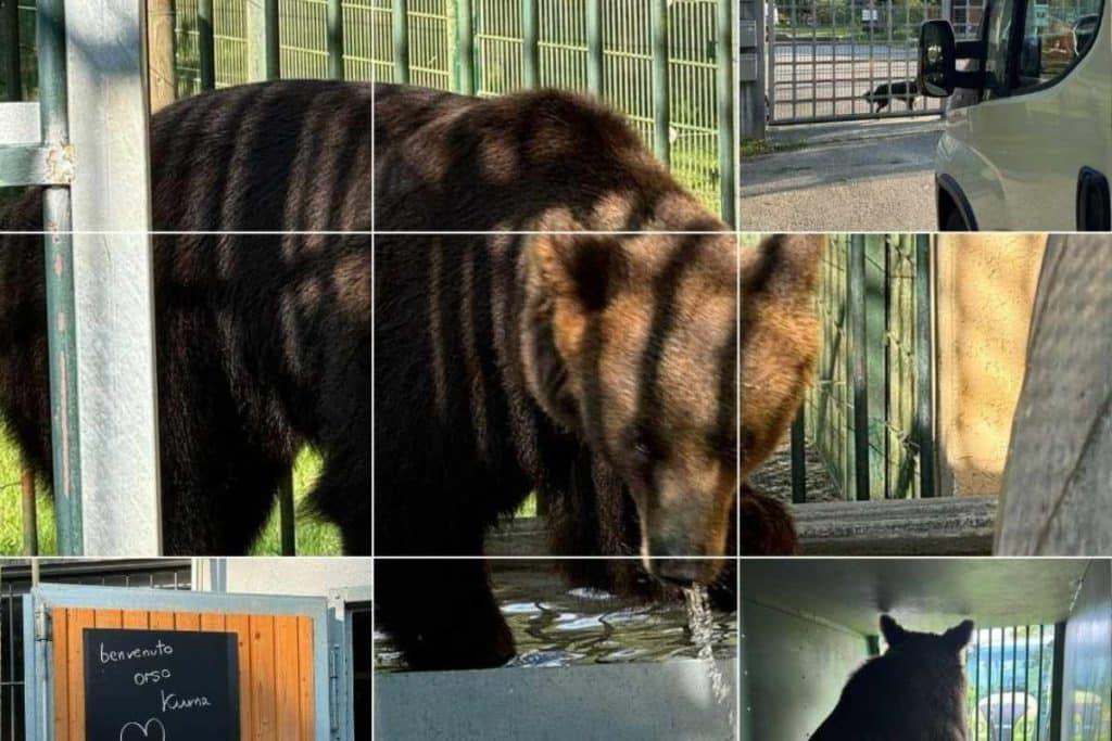 kuma.jpg