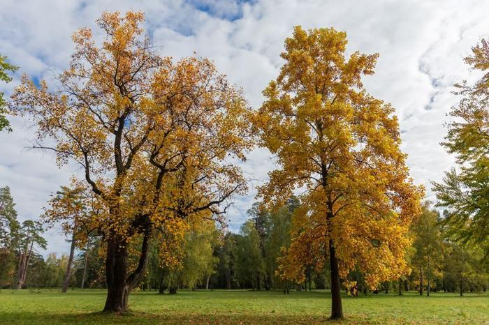 liriodendron tulipifera m.jpg