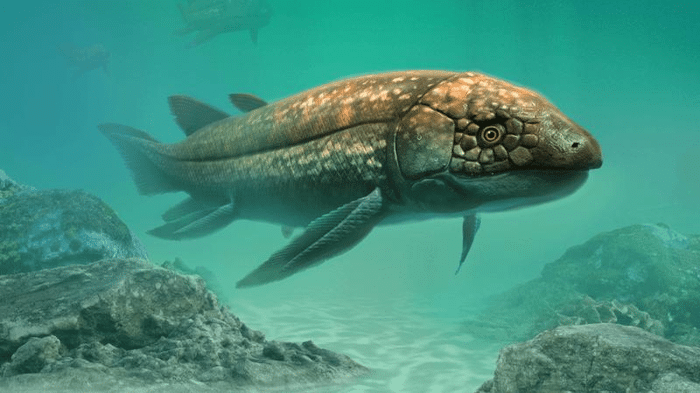 La scoperta del pesce polmonato Ferganoceratodus edwardsi 1 lungfish fossil m.png