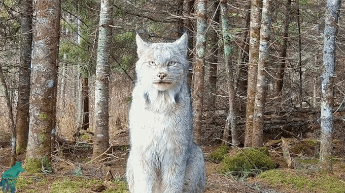 lynx m.png