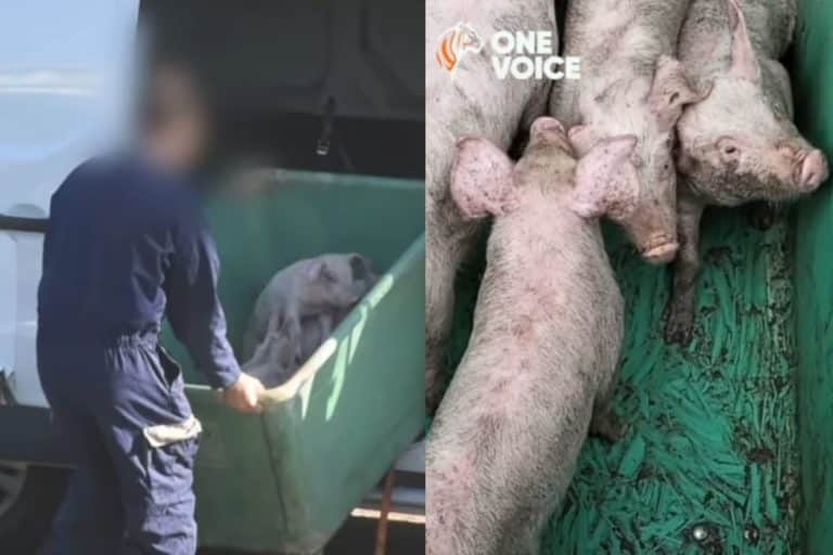 Maialini utilizzati come cavie vive per formare i medici sulle operazioni chirurgiche, orrore senza fine in un centro della Francia (IMMAGINI FORTI) 1 maiali sperimentazione.jpg