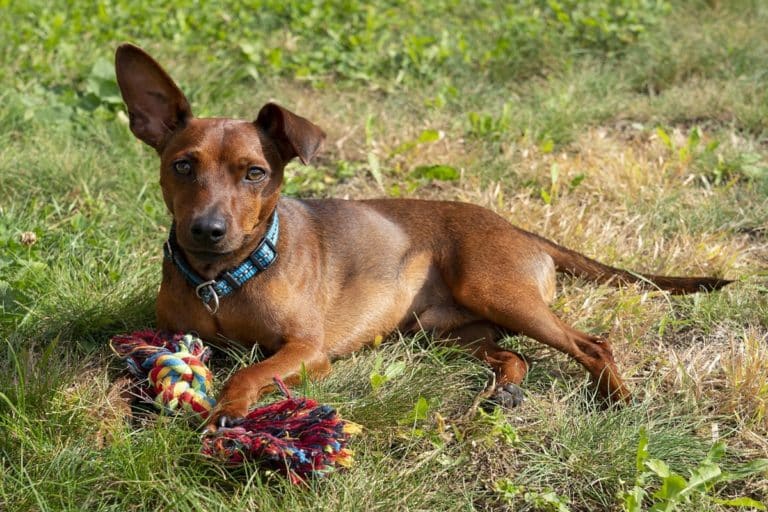 malattie pinscher.jpg