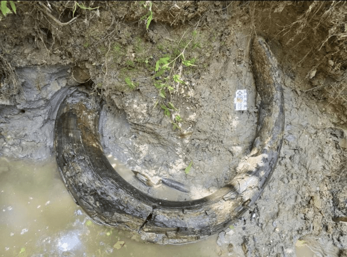 mammoth tusk m 1.png