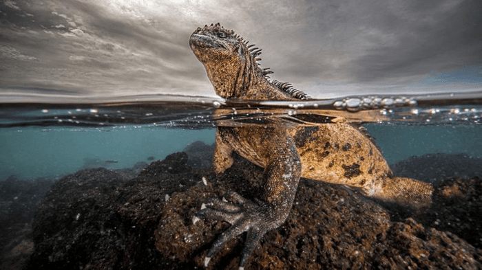 marine iguana m.png