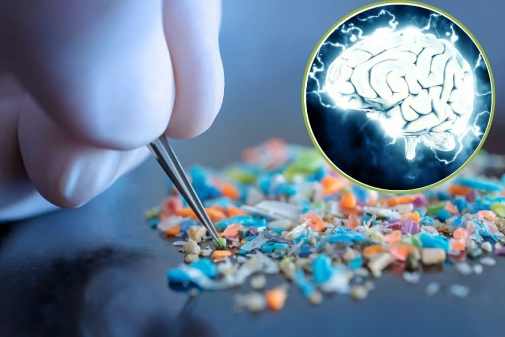 microplastiche cervello.jpg