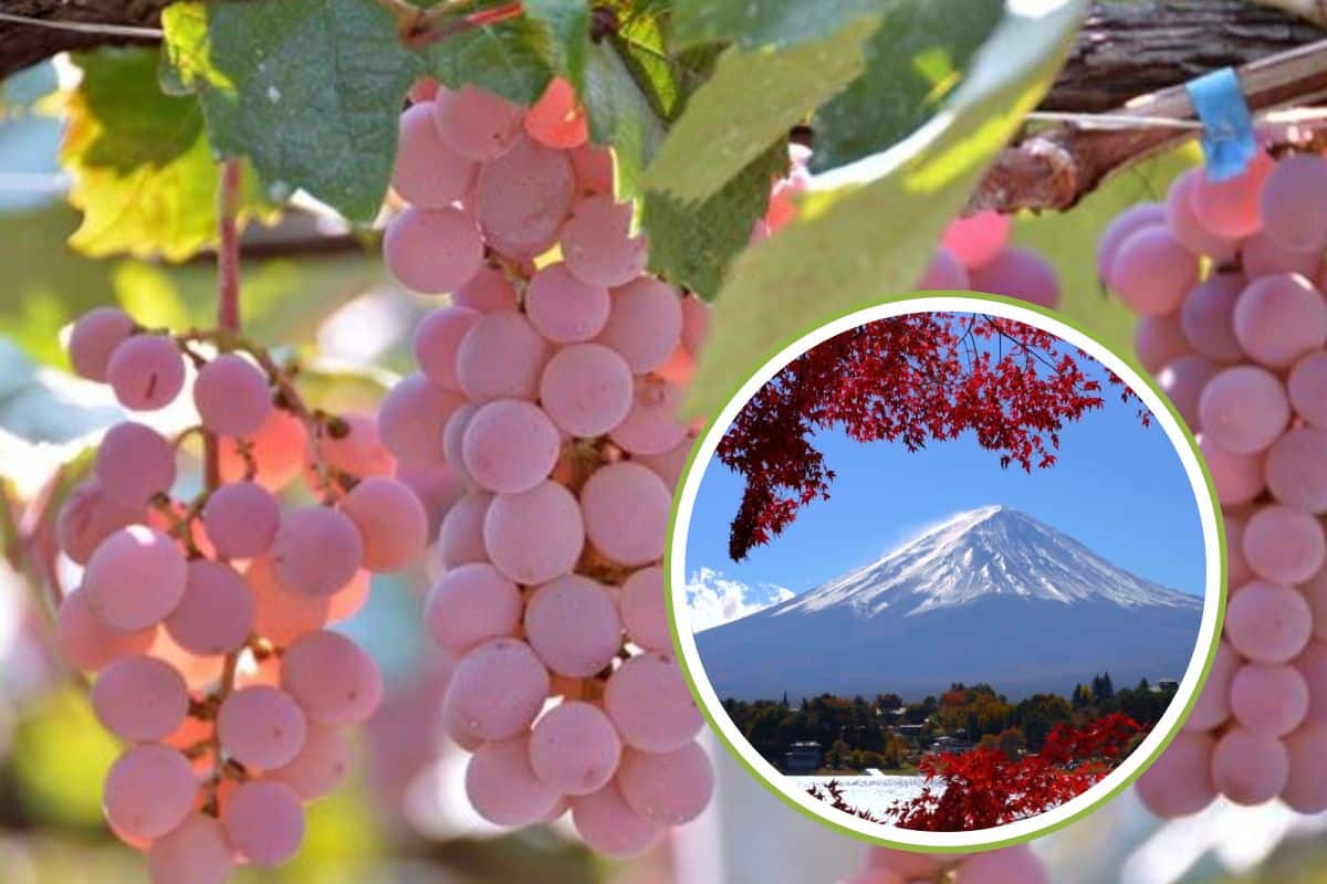 Sai che esiste un’uva tutta rosa che cresce alle pendici del monte Fuji? 1 monte fuji.jpg