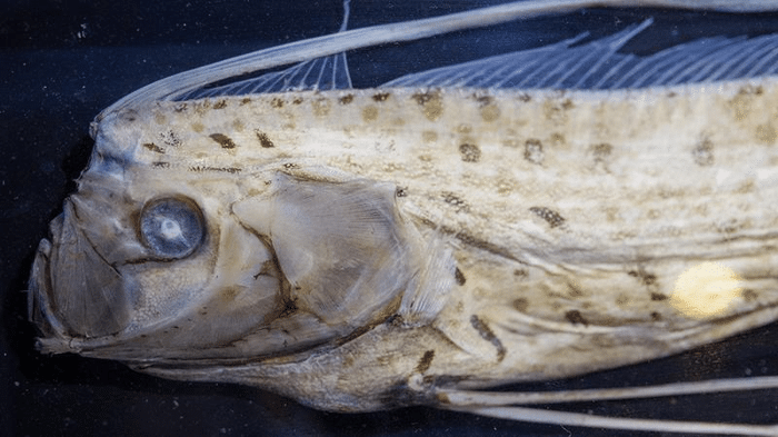 oarfish m 1.png