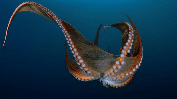 octopus beak m.png