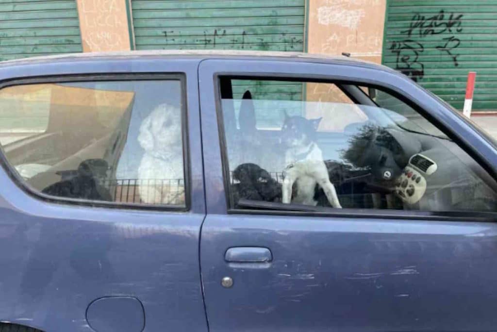 oipa cani palermo.jpg