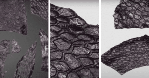 oldest fossilized reptile skin e1705441042494 500x262.png