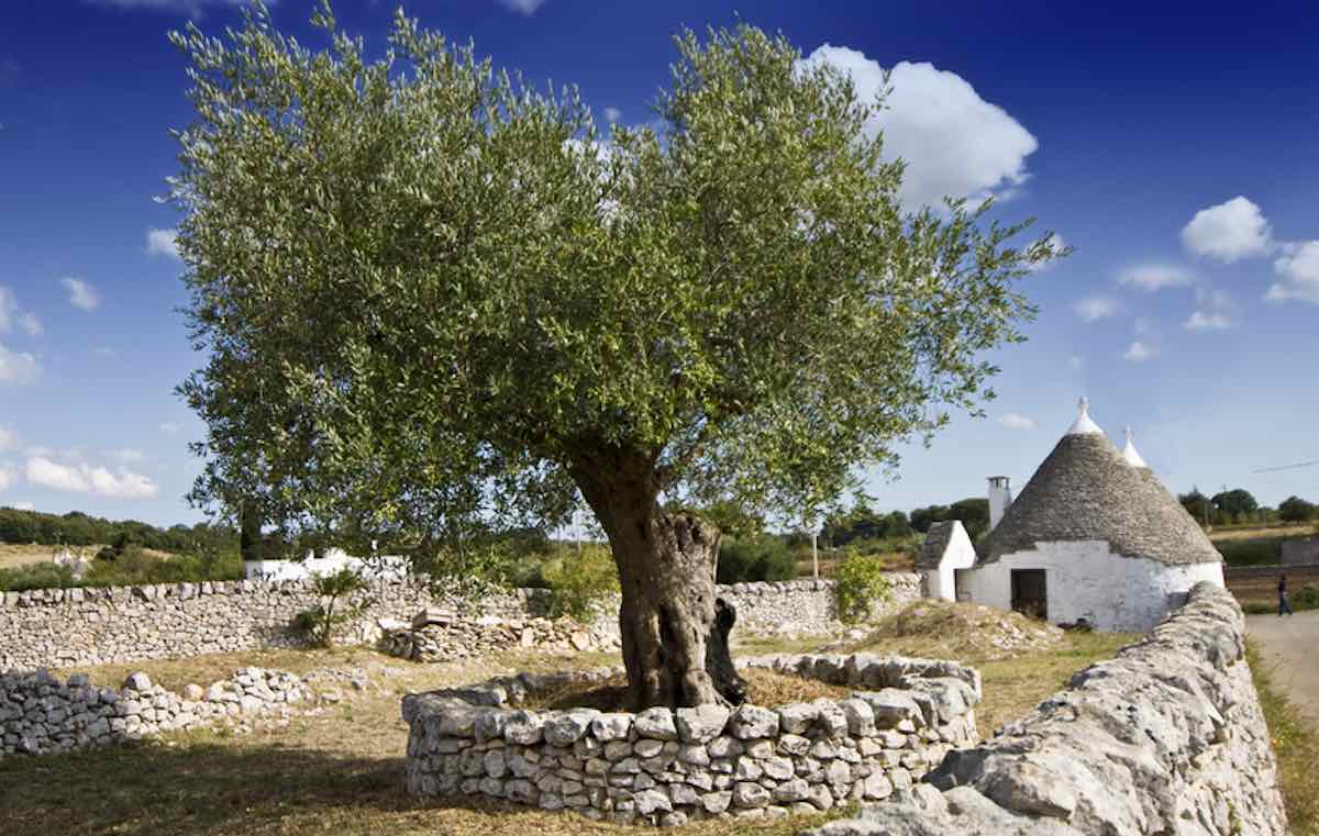 Salento, 23enne muore dopo il morso di un ragno violino 1 oliveto puglia salento gian marco valenti.jpeg
