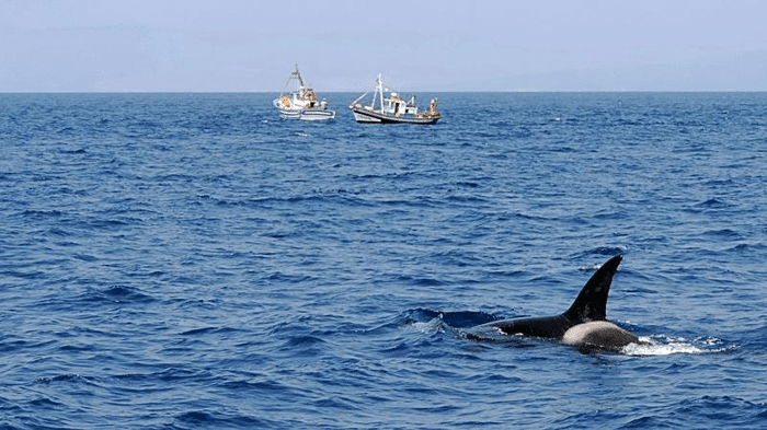orca attacking boats m.png