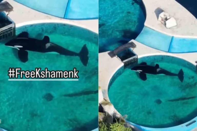 orca dimenticata.jpg