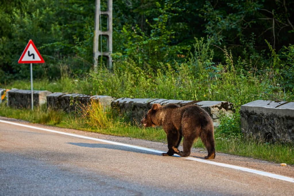 orso bruno incidenti.jpg