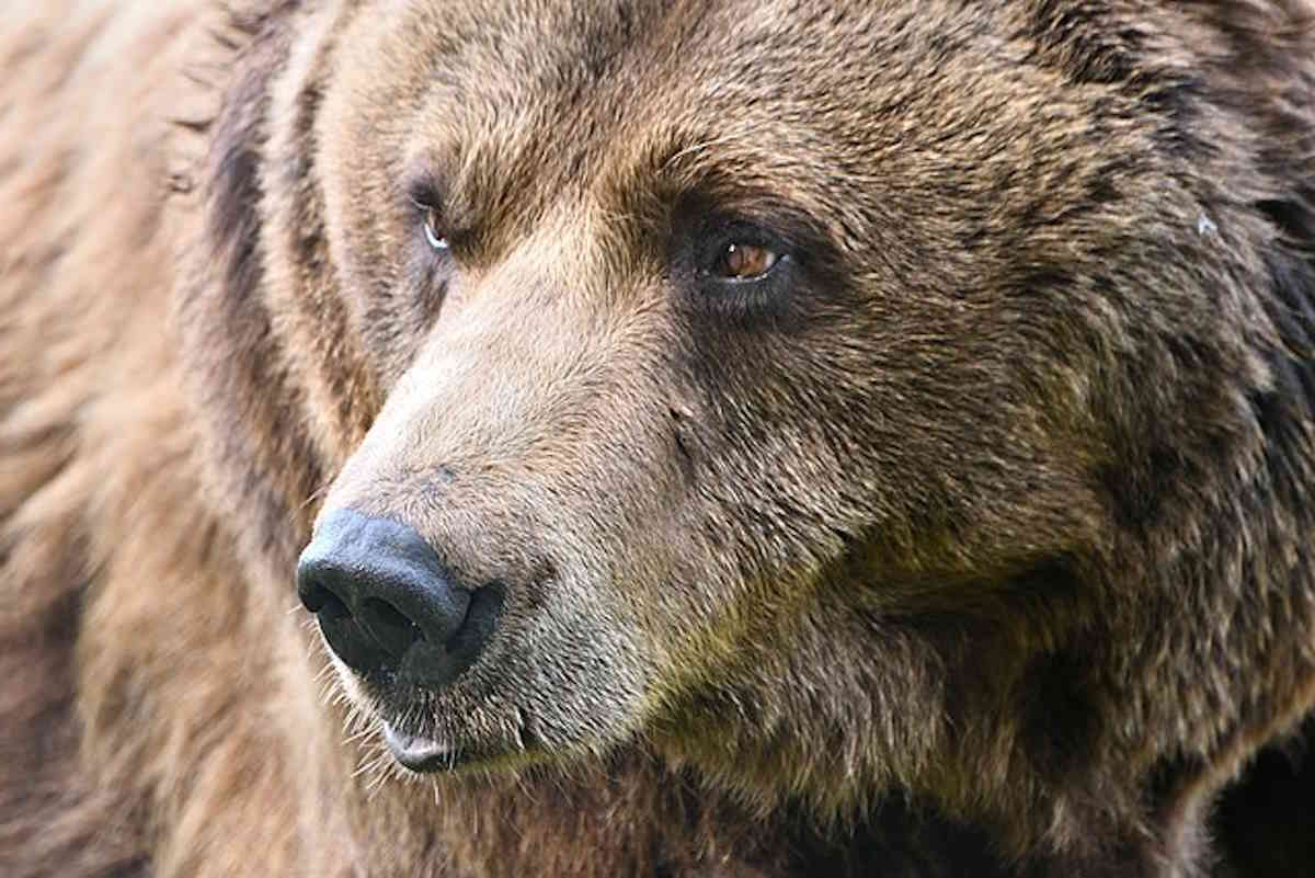 Carcassa d’orso rinvenuta nei boschi del Trentino: chi o cosa lo ha ucciso? 1 orso bruno.jpg