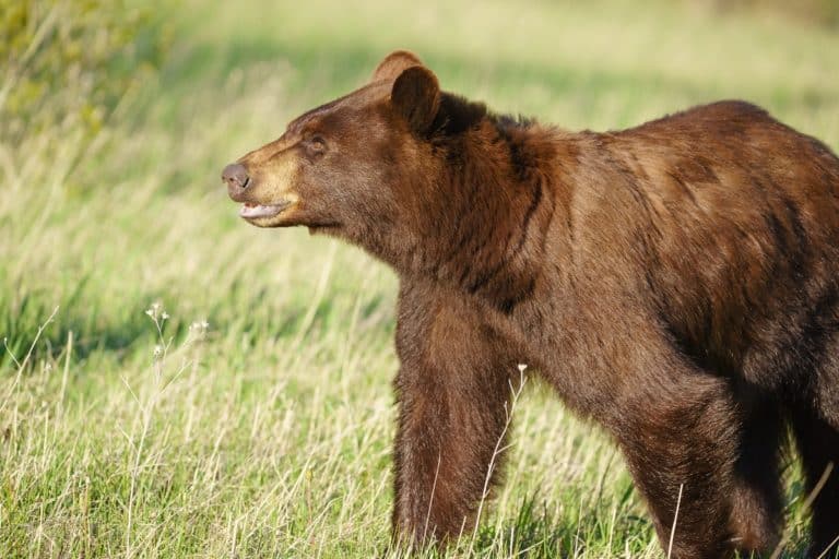 orso grizzly.jpg