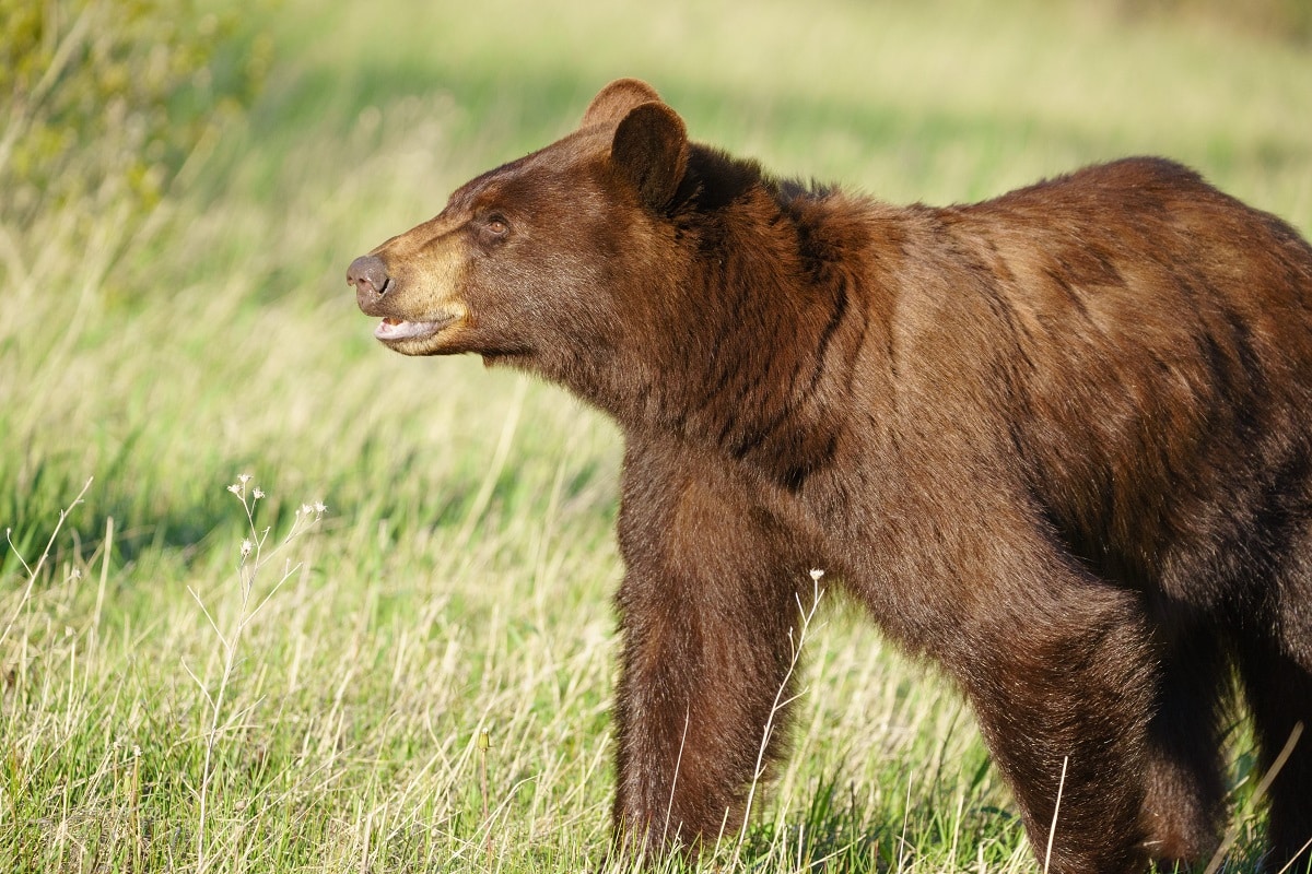 orso grizzly.jpg