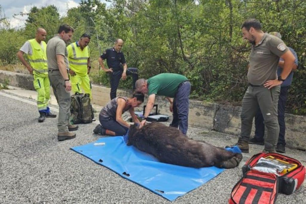orso investito abruzzo.jpg