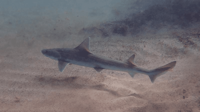 parthenogenesis shark m.png