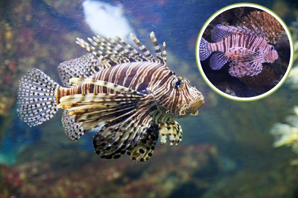 pesce scorpione.jpg