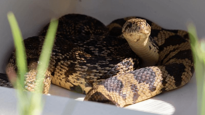 pinesnake m.png