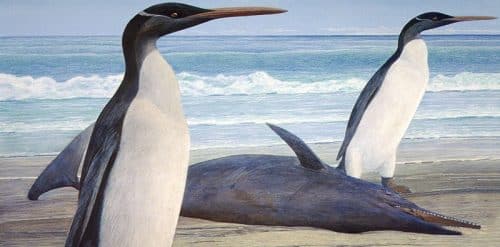 pinguini 500x247.jpg