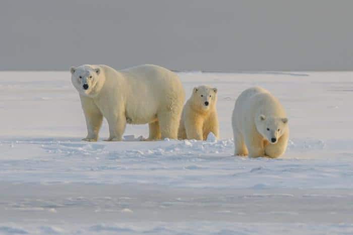 polar m.jpg