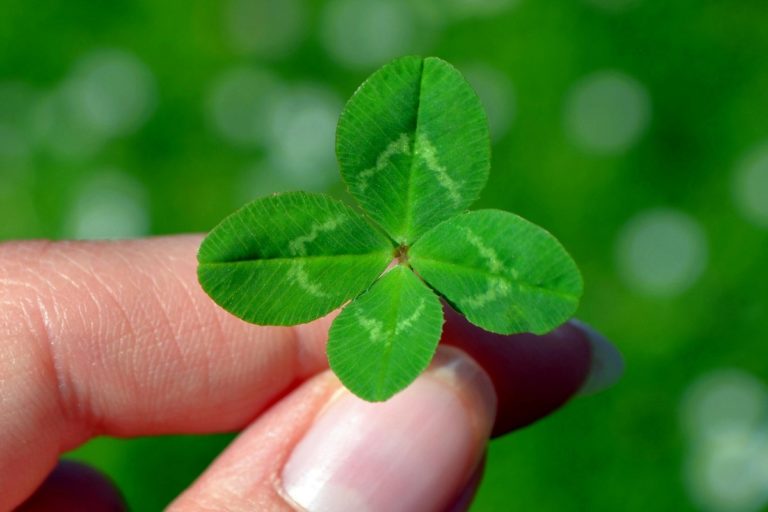 Queste sono le piante da tenere in casa perché portatrici di soldi, amore e fortuna 1 quadrifoglio.jpg