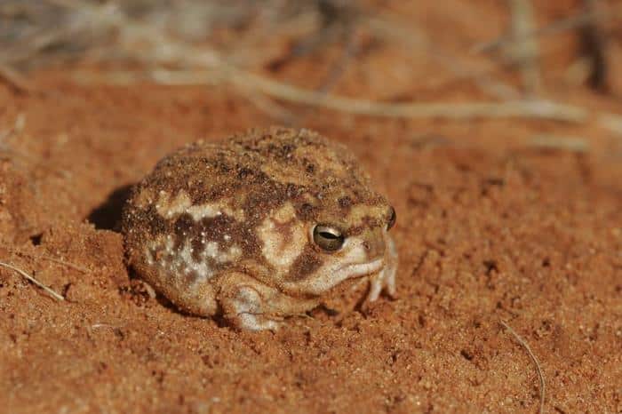 Animali Buffi e Affascinanti: Una Raccolta di Stranezze della Natura 1 rain froggy m.jpg