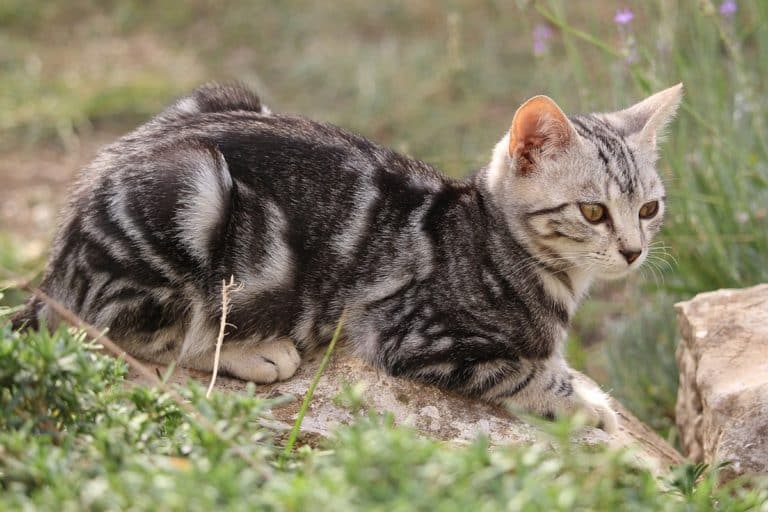rogna notoedrica gatto.jpg