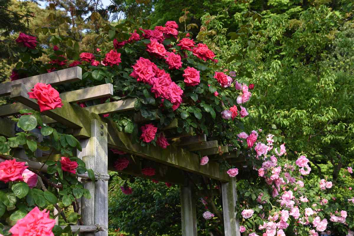 rose rampicanti