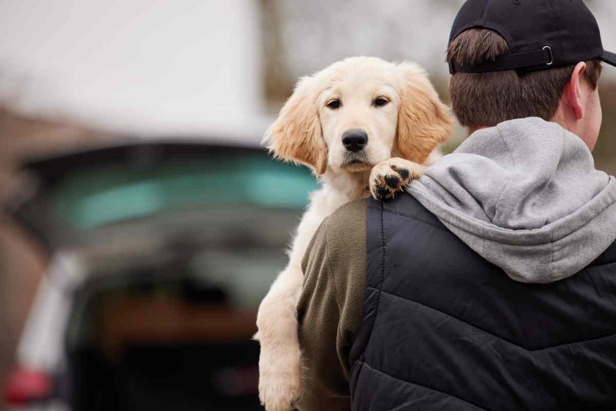 Fino a 5 anni di carcere per chi ruba cani e gatti, approvata nuova ed esemplare legge in UK 1 rubare cani.jpg