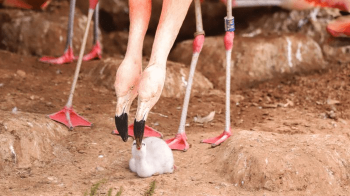 same sex couple flamingos chick m 1.png