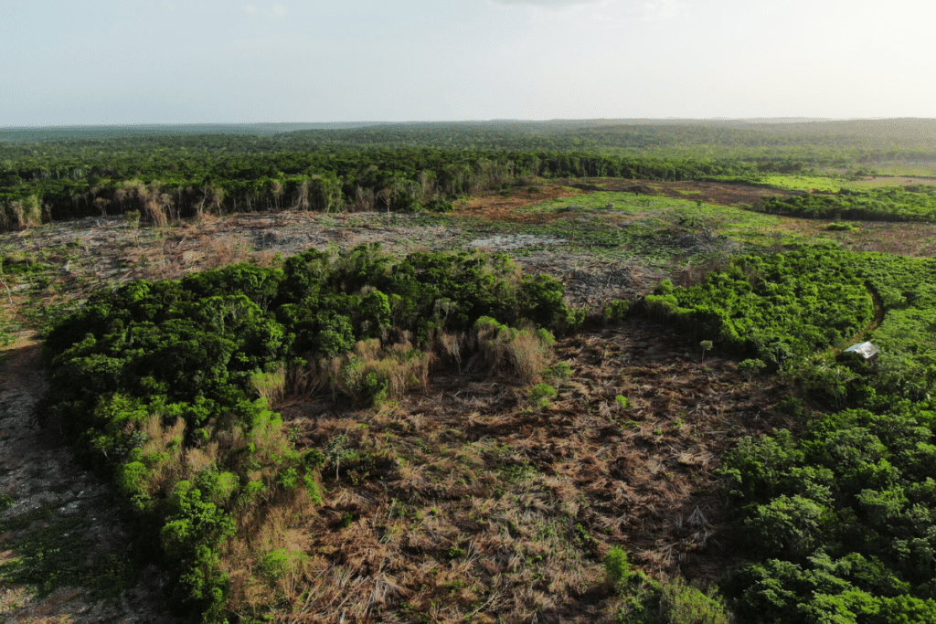 selva yucatan.png