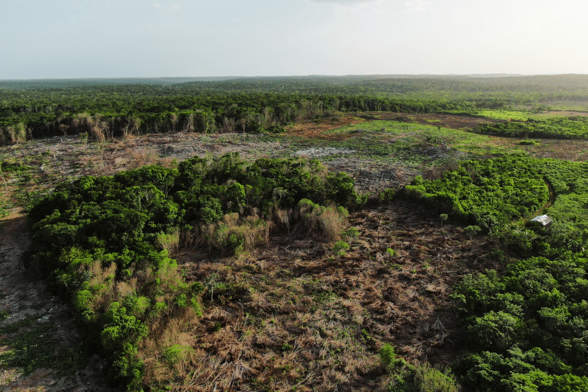 selva yucatan.png