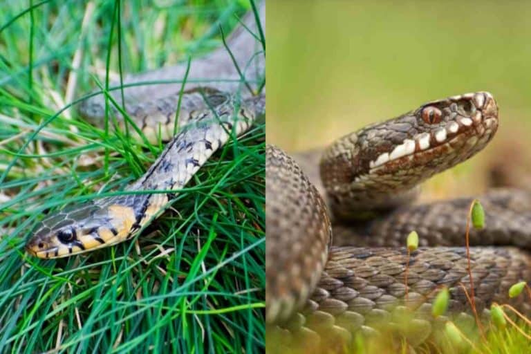 serpenti.jpg